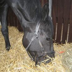 Dansk Varmblod Dénise