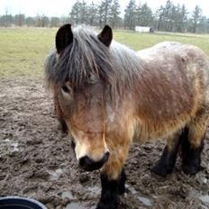 Belgier Bianca af Farendløse