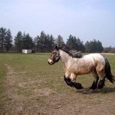 Belgier Bianca af Farendløse