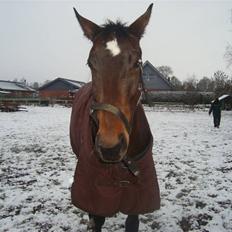 Anden særlig race La Sally.