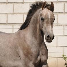 Arabisk fuldblod (OX) Magic White Dream