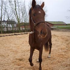 Tysk Oldenburger Awaiting Donna