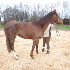 Tysk Oldenburger Awaiting Donna