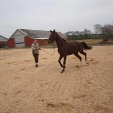 Tysk Oldenburger Awaiting Donna