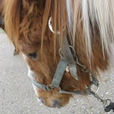 Anden særlig race Laban