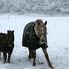 Knabstrupper Charlie