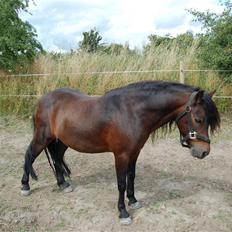 Dartmoor Filur ronda