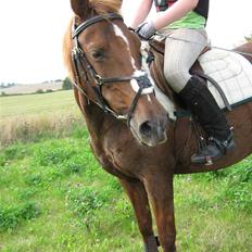 Anden særlig race Little Girl      R.I.P