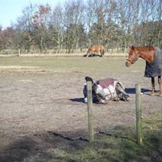 Knabstrupper Valerias Leonora