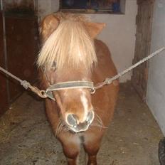 Shetlænder Lotte *Prinsessen* <3