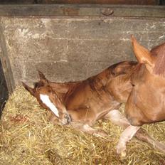 Dansk Varmblod Amazing Romance