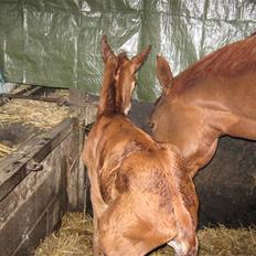 Dansk Varmblod Amazing Romance