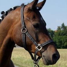 Arabisk fuldblod (OX) Darkan