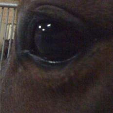 Tysk Sportspony Loony 3 *solgt*