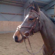 Tysk Sportspony Loony 3 *solgt*