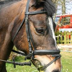 Anden særlig race Cassiopeia *Solgt*