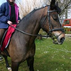 Anden særlig race Cassiopeia *Solgt*