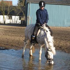 Knabstrupper           Simba af Nyholm