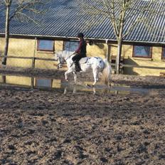 Knabstrupper           Simba af Nyholm