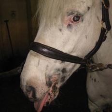 Knabstrupper           Simba af Nyholm