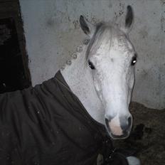 Arabisk fuldblod (OX) Karim