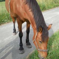 Anden særlig race † Zarrina †