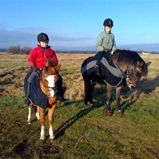 Welsh Partbred (Sec F) Cooper