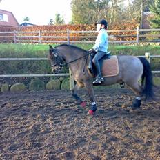 Welsh Partbred (Sec F) Cooper