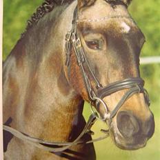 Welsh Partbred (Sec F) Cooper