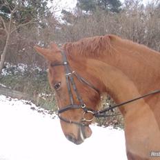 Frederiksborg Bibi  (Solgt)