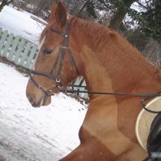 Frederiksborg Bibi  (Solgt)