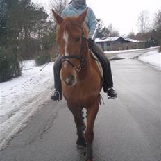 Frederiksborg Bibi  (Solgt)