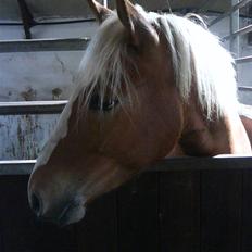 Haflinger Beat Bob- Solgt