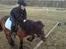 Welsh Pony (sec B) Trille "gået på pension"