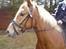 Haflinger Beat Bob- Solgt