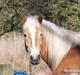 Haflinger Asko Vittrup (SOLGT:'()