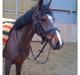 Tysk Sportspony Loony 3 *solgt*