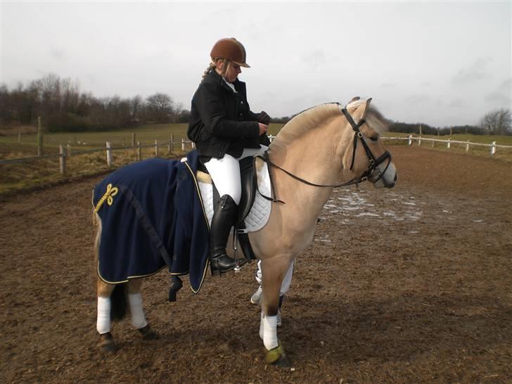 Fjordhest Sirocco - Rokke og michelli til stævne på PMR d.14/3-09 billede 10