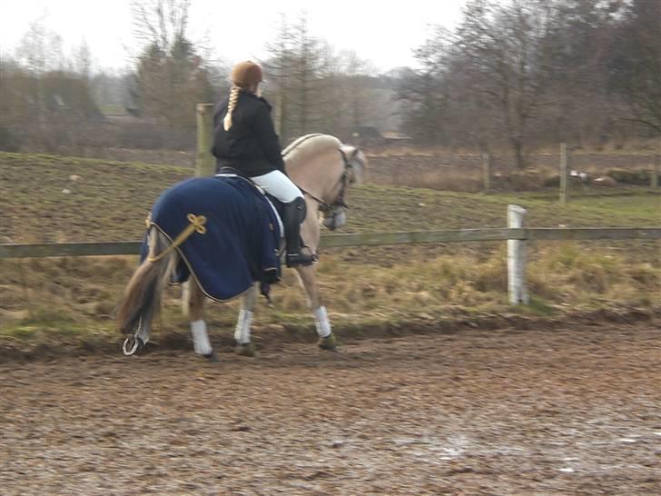 Fjordhest Sirocco billede 11