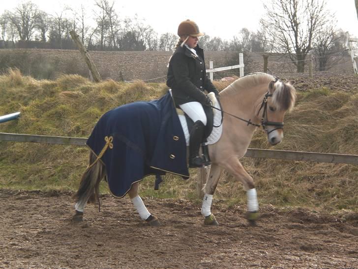 Fjordhest Sirocco billede 12