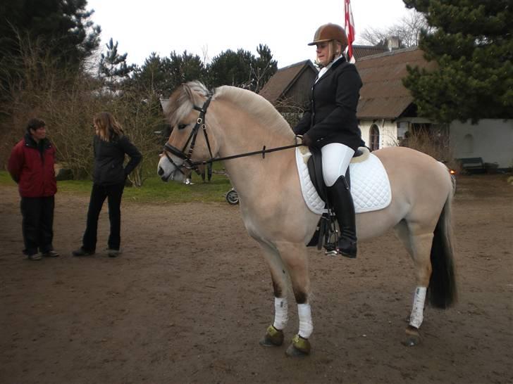 Fjordhest Sirocco - Flot delt 1 plads i dressur. billede 13