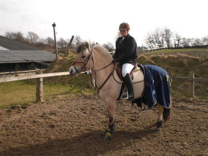 Fjordhest Sirocco - Rokke med sit nye fine udstyr. billede 14
