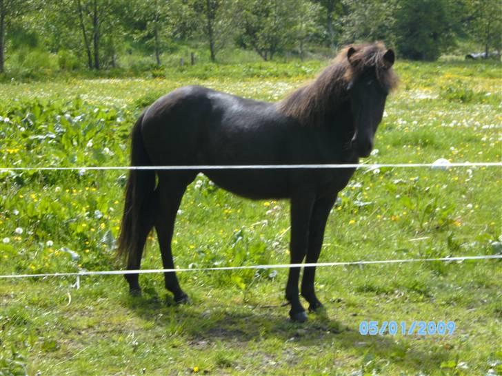 Islænder Sjörnunött - Savner dig sååe meget! billede 1