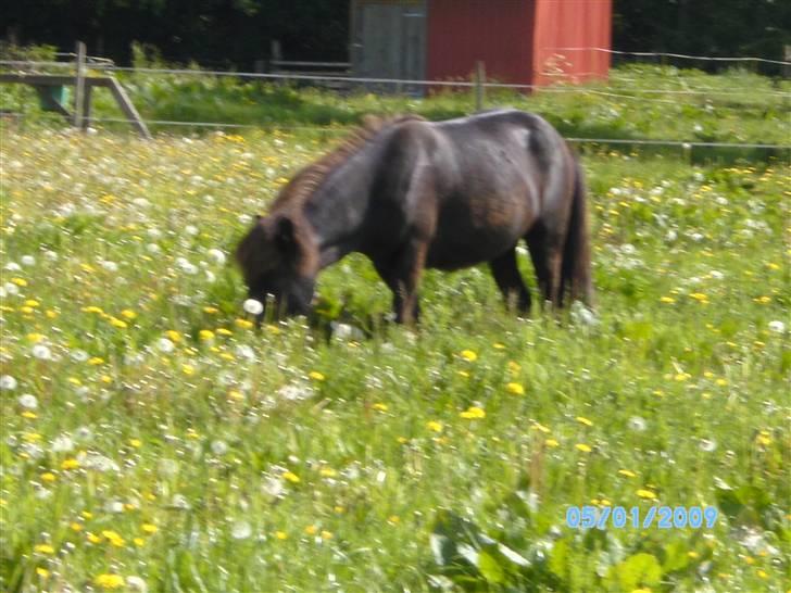 Islænder Sjörnunött - *Team Bækdalen* billede 2