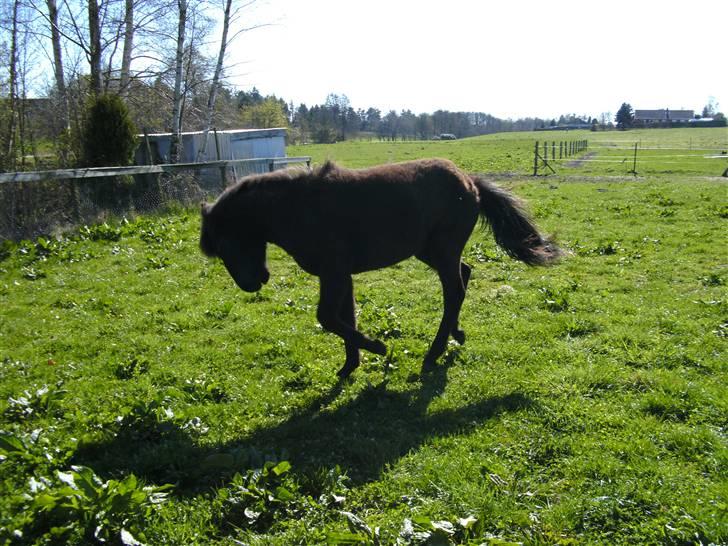 Islænder Sjörnunött - *Team Bækdalen* billede 3