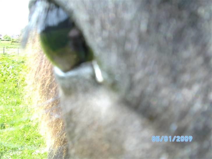 Islænder Sjörnunött - *Team Bækdalen* billede 4