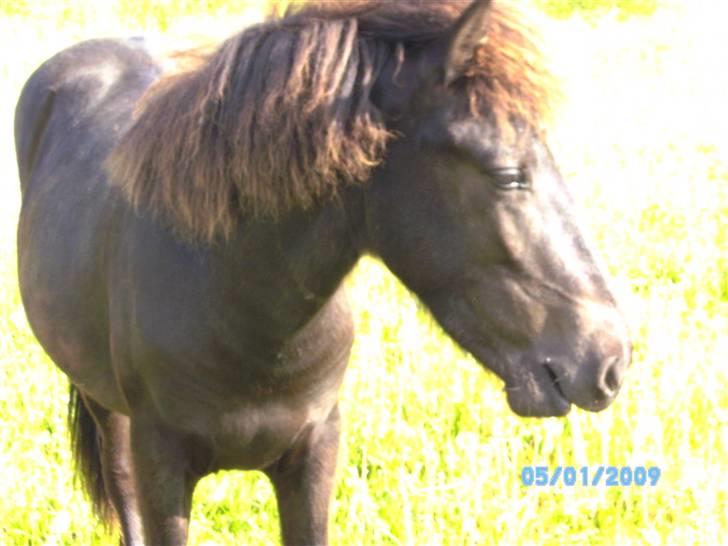 Islænder Sjörnunött -  *Team Bækdalen* billede 5