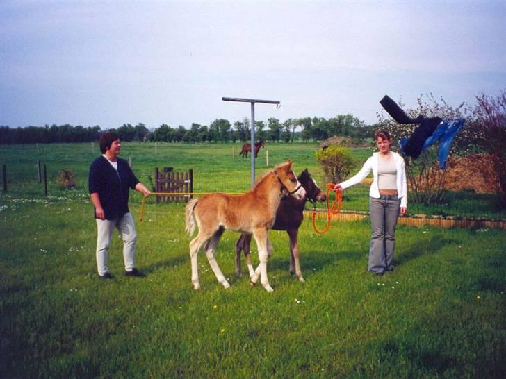 New Forest Holmens Facos - Facos som føl ;) Han var en rigtig frækkert. billede 11