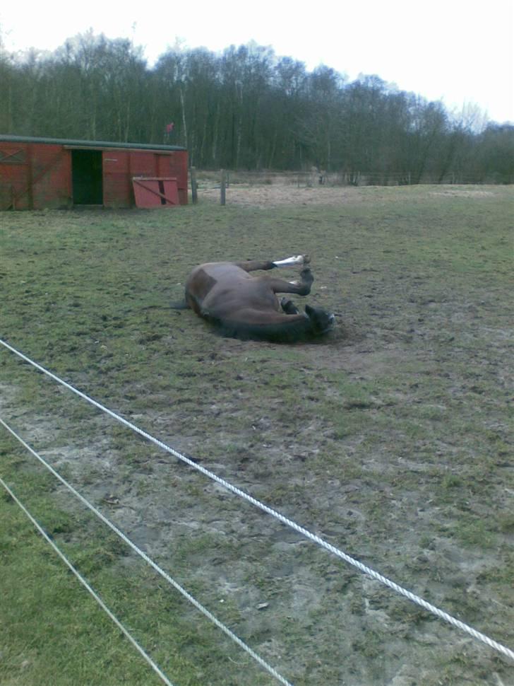 Anden særlig race Marco Polo - Den ubeskrivelige<3 - Rulle, rulle, rulle! (; billede 7