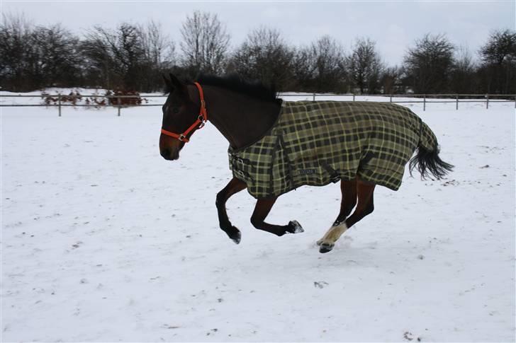 Anden særlig race Coco Popz billede 10